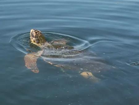 Caretta Caretta